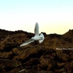 migratory birds of Antarctica