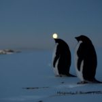 penguin Antarctica